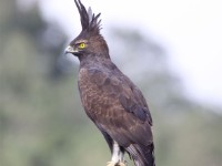 Crested Eagle (Morphnus guianensis)