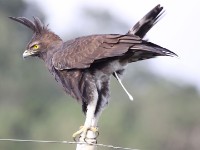 Crested Eagle (Morphnus guianensis)