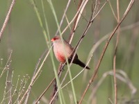 Common Waxbill (Estrilda astrild)