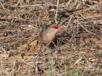 Common Waxbill (Estrilda astrild)