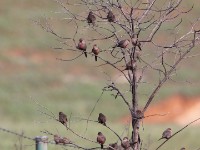 Common Waxbill (Estrilda astrild)