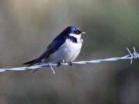 White-throated Swallow (Hirundo albigularis)