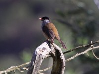 Bush Blackcap (Lioptilus nigricapillus)