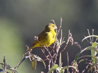 Brimstone Canary (Crithagra sulphurata)