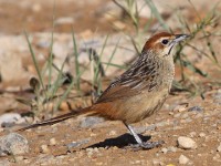 Cape Grassbird (Sphenoeacus afer)