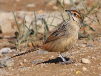 Cape Grassbird (Sphenoeacus afer)