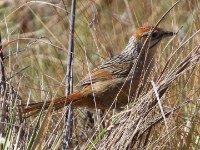 Cape Grassbird (Sphenoeacus afer)