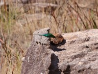 Malachite Sunbird (Nectarinia famosa)