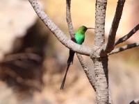 Malachite Sunbird (Nectarinia famosa)