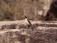 Buff-streaked Chat (Campicoloides bifasciatus)