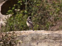 Buff-streaked Chat (Campicoloides bifasciatus)