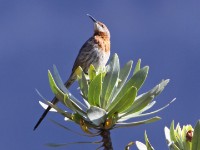 Gurney's Sugarbird (Promerops gurneyi)