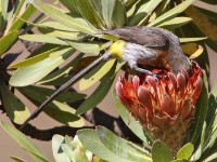 Gurney's Sugarbird (Promerops gurneyi)
