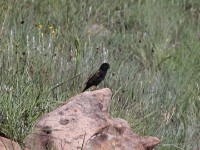 Yellow Bishop (Euplectes capensis)