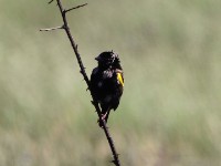Yellow Bishop (Euplectes capensis)