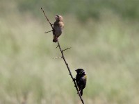 Yellow Bishop (Euplectes capensis)