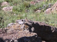 Ground Woodpecker (Geocolaptes olivaceus)