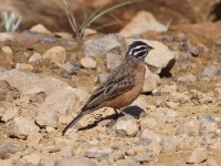 Cinnamon-breasted Bunting (Emberiza tahapisi)