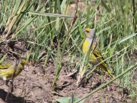 Cape Canary (Serinus canicollis)