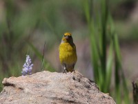 Cape Canary (Serinus canicollis)