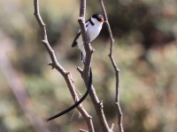 Pin-tailed Whydah (Vidua macroura)