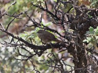 Barratt's Warbler (Bradypterus barratti)