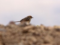 Wailing Cisticola (Cisticola lais)