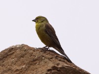 Drakensberg Siskin (Crithagra symonsi)