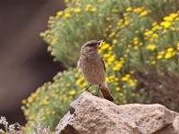 Familiar Chat (Oenanthe familiaris)