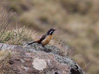 Drakensberg Rockjumper (Chaetops aurantius)