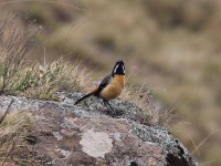 Drakensberg Rockjumper (Chaetops aurantius)
