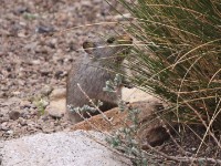 Sloggett's Ice Rat (Otomys sloggetti)