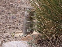 Sloggett's Ice Rat (Otomys sloggetti)