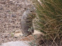 Sloggett's Ice Rat (Otomys sloggetti)