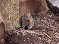 Sloggett's Ice Rat (Otomys sloggetti)