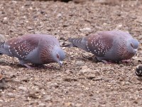 Speckled Pigeon (Columba guinea) Cape Sparrow (Passer melanurus)