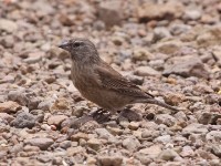 Drakensberg Siskin (Crithagra symonsi)