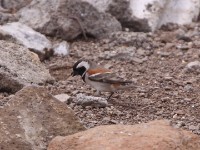 Cape Sparrow (Passer melanurus)