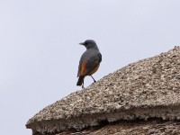 Sentinel Rock Thrush (Monticola explorator)