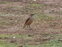 Sentinel Rock Thrush (Monticola explorator)