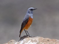Sentinel Rock Thrush (Monticola explorator)