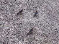 Greater Striped Swallow (Cecropis cucullata)