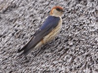 Greater Striped Swallow (Cecropis cucullata)