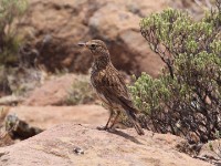 Large-billed Lark (Galerida magnirostris)