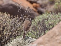 Sickle-winged Chat (Emarginata sinuata)