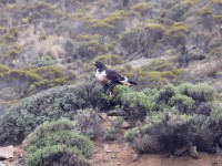 Jackal Buzzard (Buteo rufofuscus)