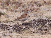 Red-capped Lark (Calandrella cinerea)