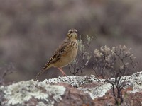 Mountain Pipit (Anthus hoeschi)