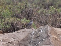 Layard's Warbler (Sylvia layardi)