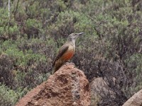Ground Woodpecker (Geocolaptes olivaceus)